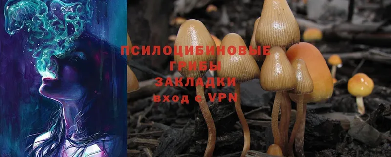 купить закладку  Ступино  Галлюциногенные грибы Psilocybe 